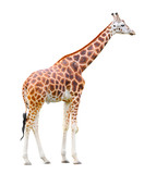 The giraffe (Giraffa camelopardalis)