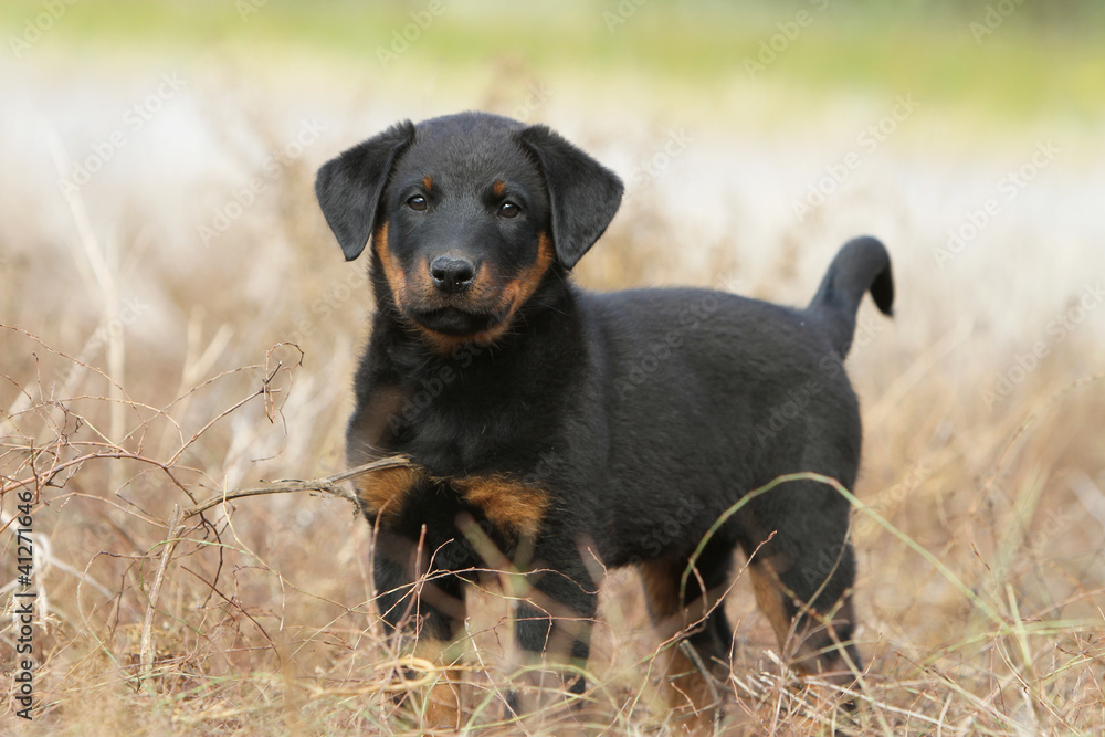 young beauceron on the field young beauceron on the field