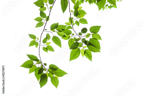 Fototapeta Naklejka Na Ścianę i Meble -  Spring Leaves