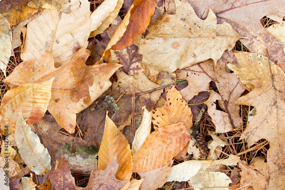 Leaves on the Ground