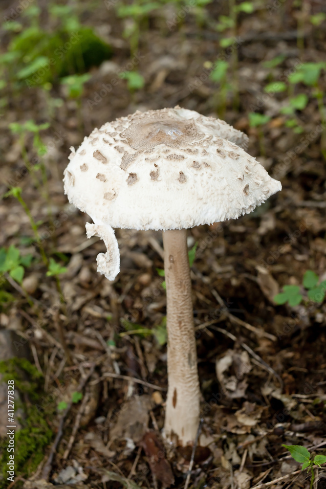 mushroom mushroom