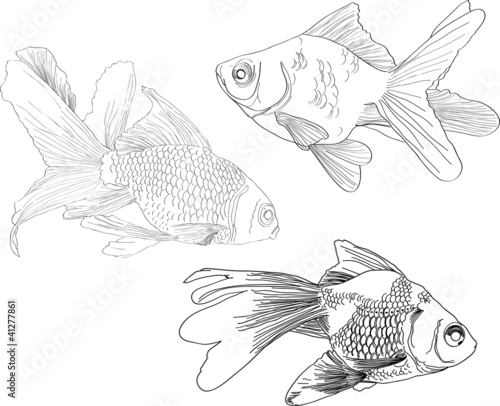 Hand drawing gold fishes