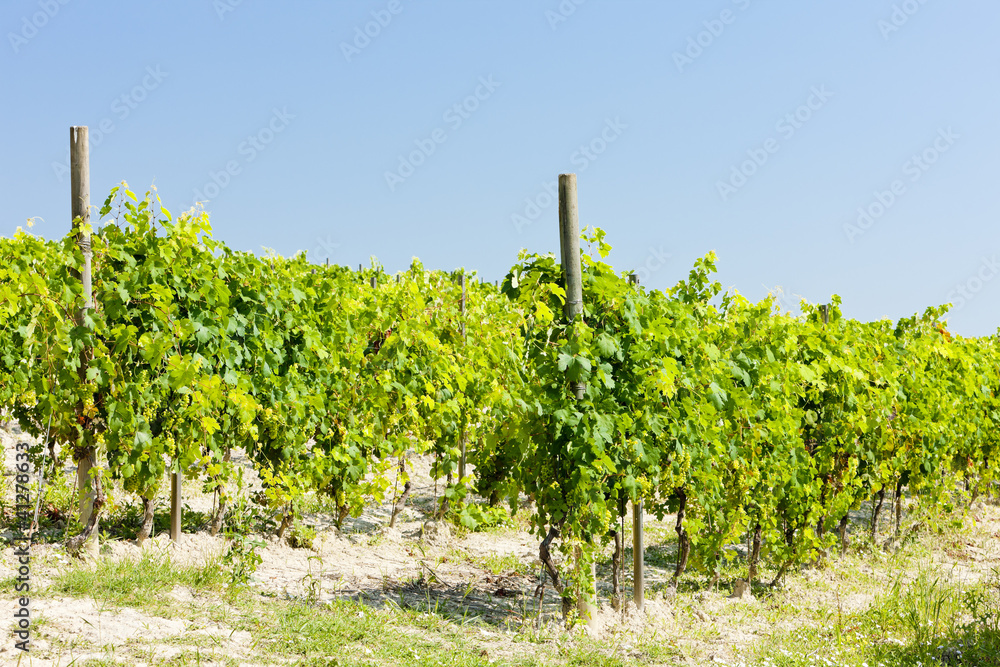 vineyar near Cereseto, Piedmont, Italy
