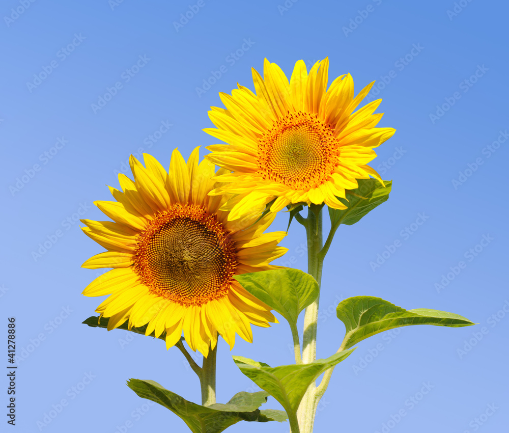 sunflowers on background sky