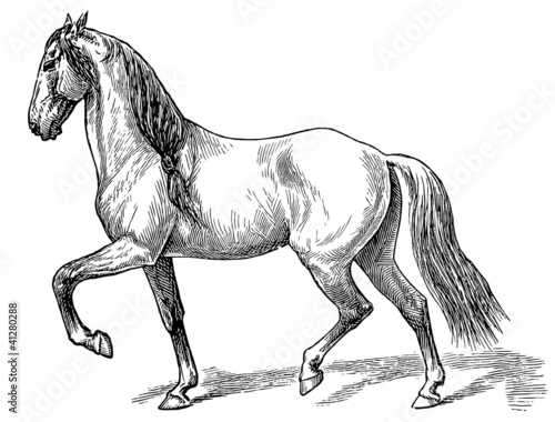 The style walk a horse.