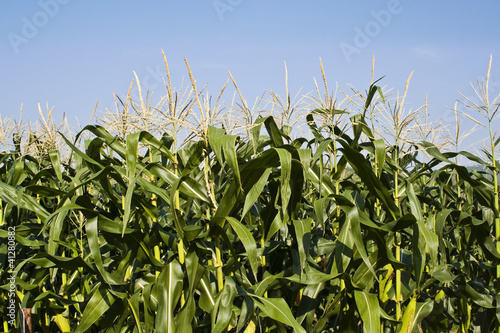 farm of field corn for feeding livestock (livestock fodder)