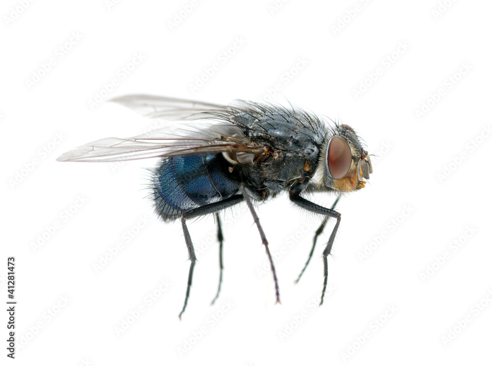 fly on a white fly on a white