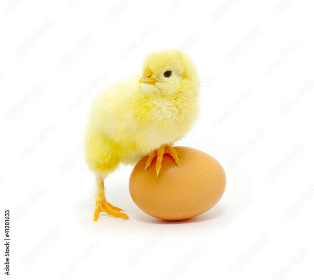 chicken chicken