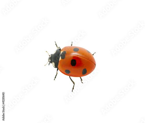 red ladybug