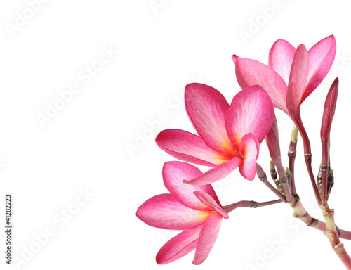 Frangipani  Flowers