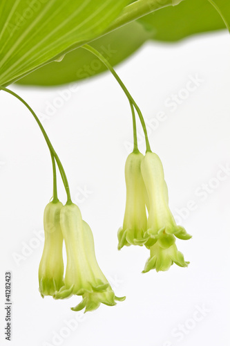 Echtes Salomonssiegel (Polygonatum odoratum) photo