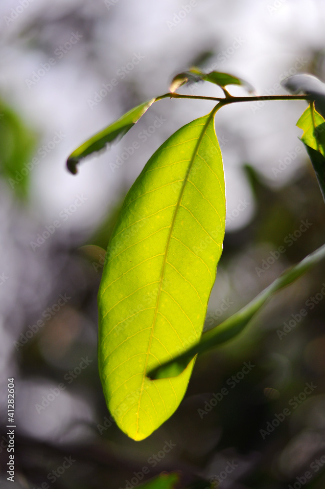 the leave of rose apple the leave of rose apple