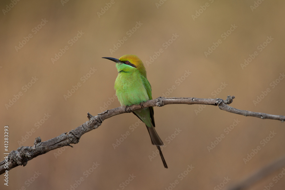 Green Bee-eater