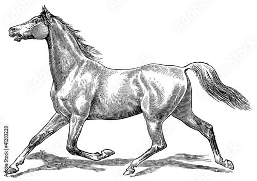 The style walk a horse. Trot (horse gait).