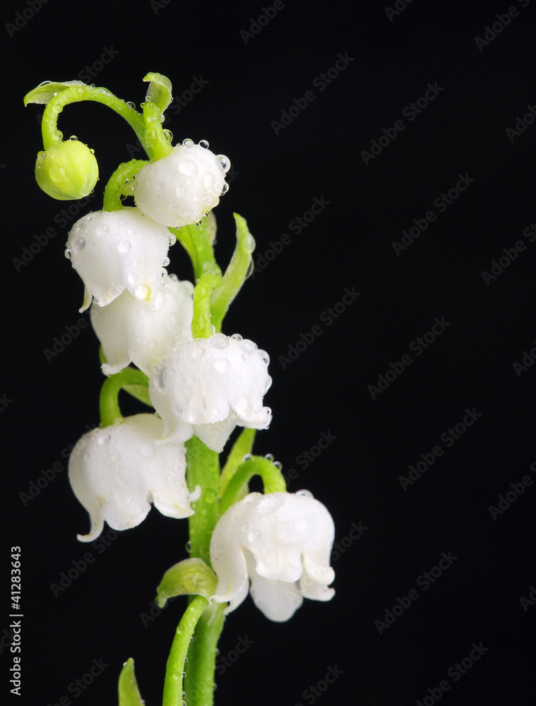 Lily of the Valley