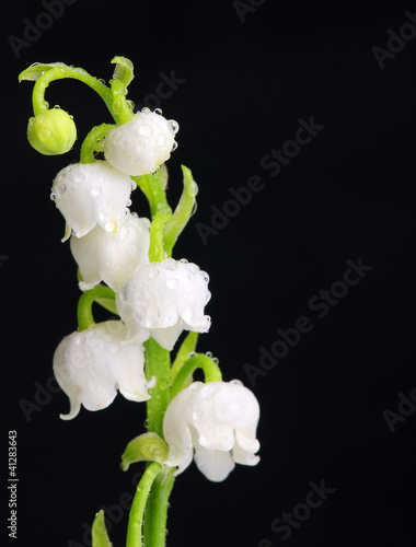 Obraz na płótnie Lily of the Valley w salonie