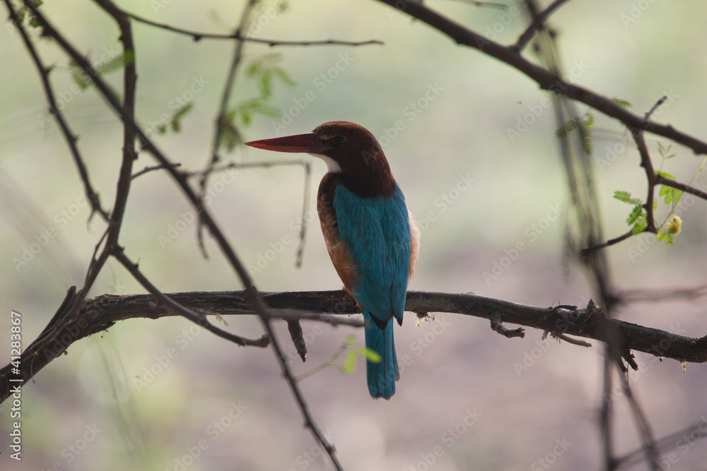 kingfisher kingfisher