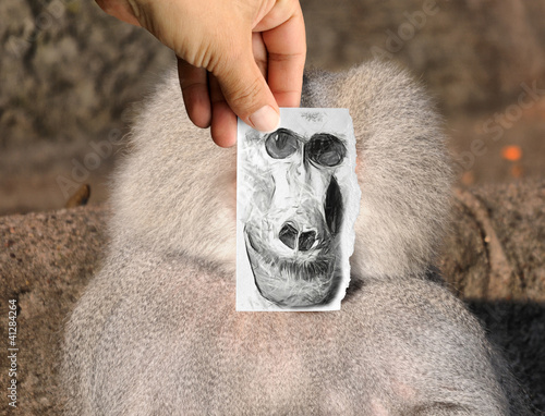 Foto + Zeichnung, Pavian