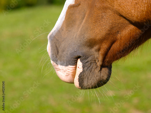 Pferdemaul © stocksberger
