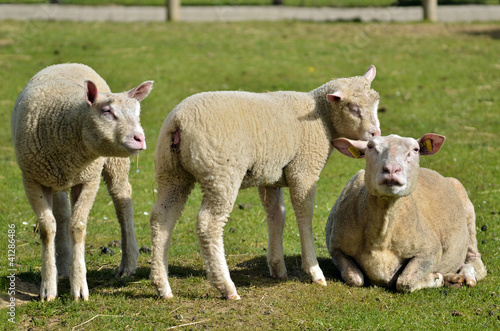 Sheep and two lambs  Ovis aries  on grass