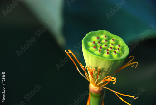 lotus seed photo