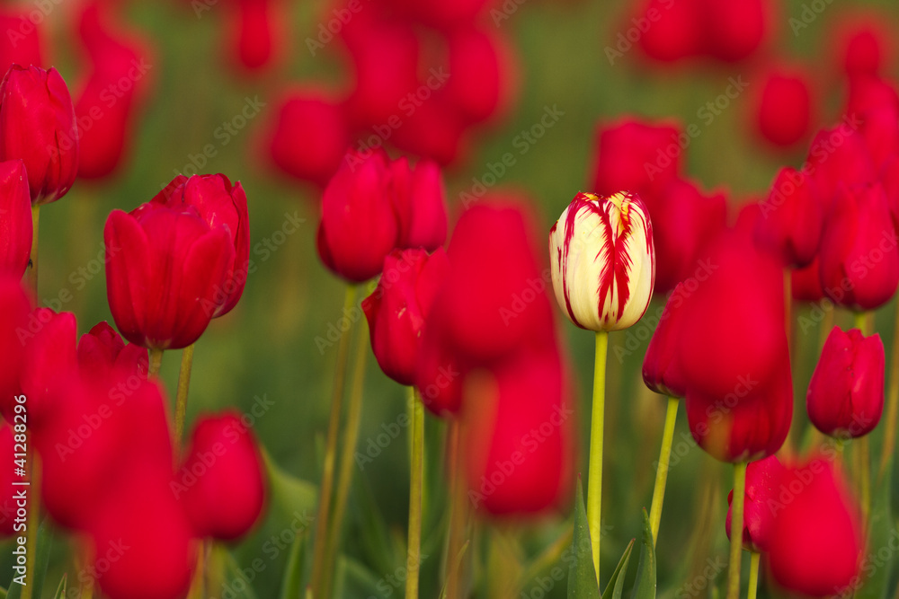 Tulips Netherland
