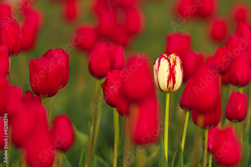 Tulips Netherland