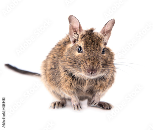 Degu baby 4 month