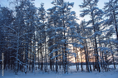 forêt de sibérie photo