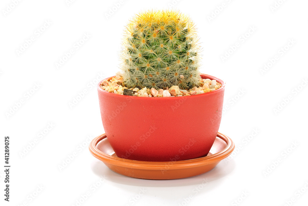 cactuses on white background cactuses on white background