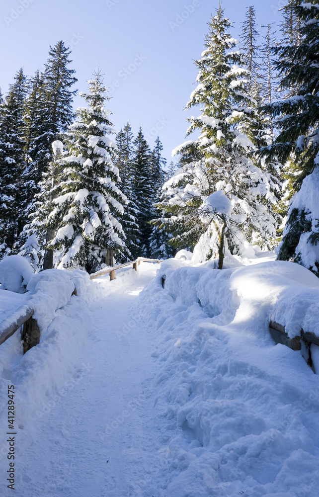 Mountain pine forest in winter scenery Mountain pine forest in winter scenery