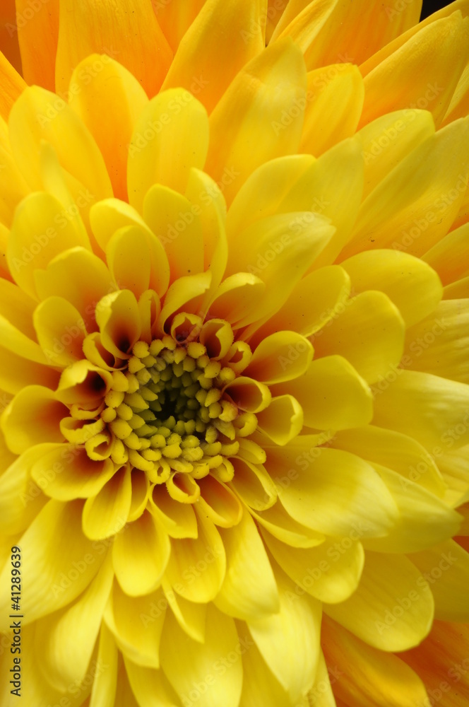 Foto auf Acrylglas mit Nahaufnahme von gelben Blumenaster, Gänseblümchen #41289639