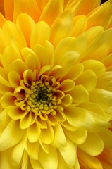 Fototapete Macro Gelbe Margeritenblüte im Sommergarten  © fullempty