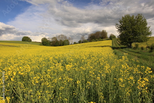 paysage avec champs de colza