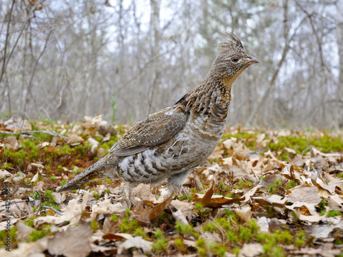 Tablou Canvas Ruffed Grouse In Woods