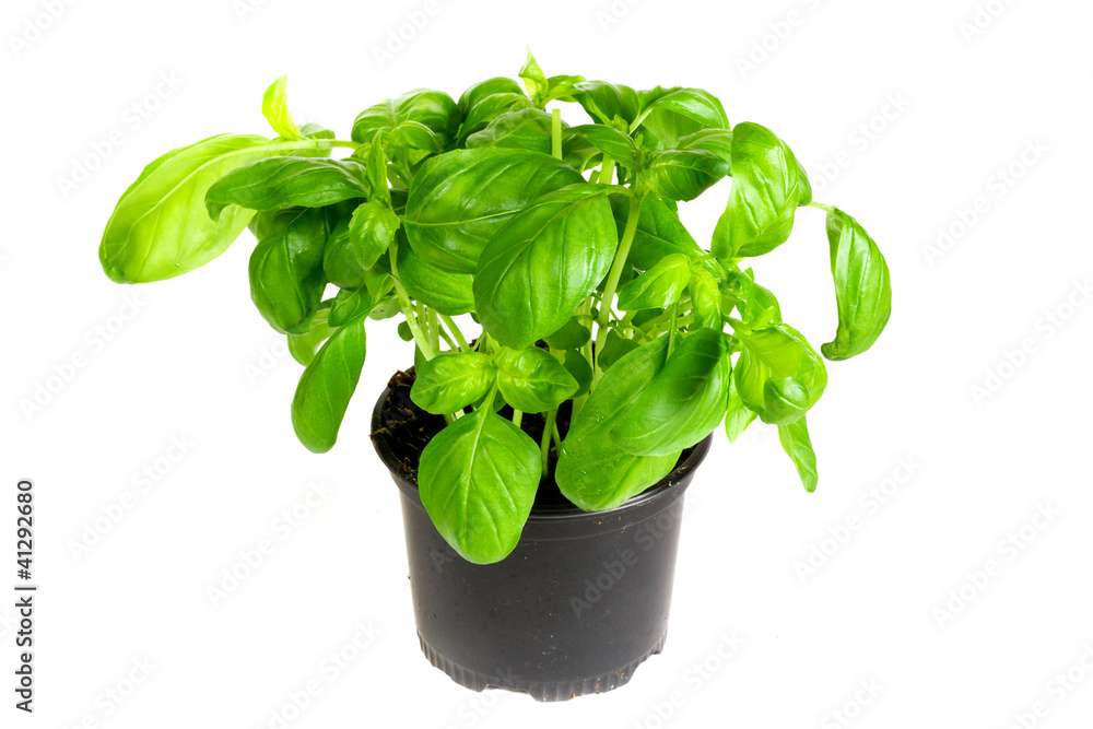 Fresh basil herb Fresh basil herb