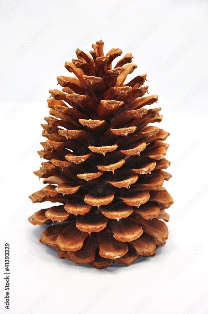 Pine cone Pine cone