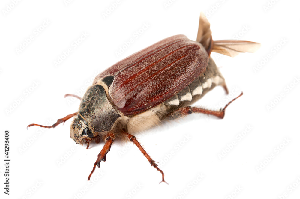 chafer isolated chafer isolated