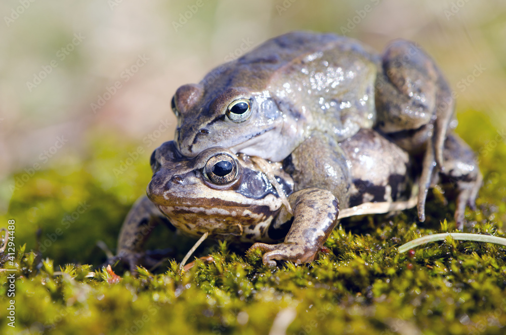 Obraz premium frogs make love. Frog mating time in spring.