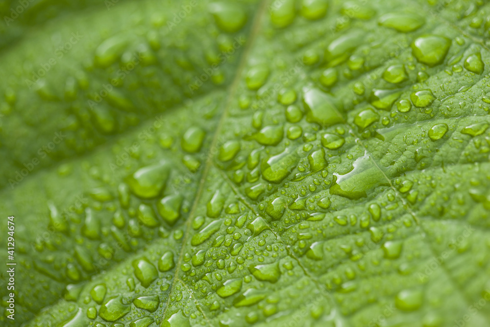 Feuille, nature, pluie, jardin, végétation, saison, plante Feuille, nature, pluie, jardin, végétation, saison, plante