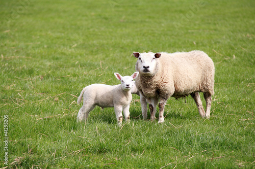 sheep mother and baby
