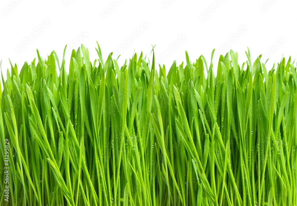 Fototapeta premium fresh green grass with water drops