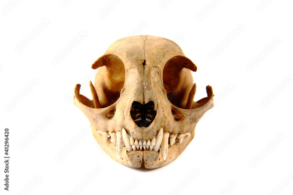 Obraz premium cat skull