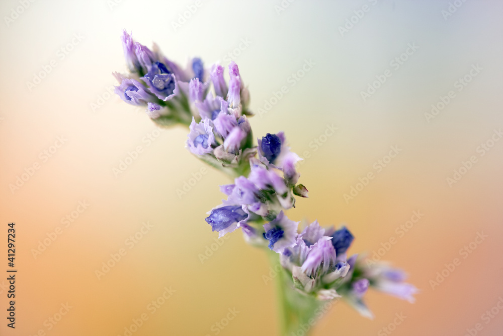 Obraz premium Purple flower