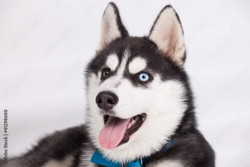 Husky in studio Husky in studio
