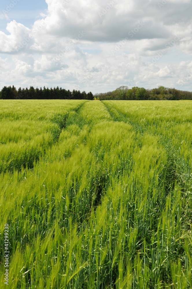 Fototapeta premium Vert