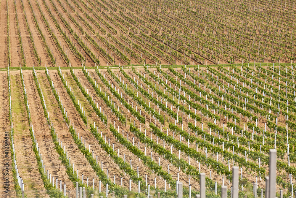 Beautiful rows of young grapes in the countryside vineyard Beautiful rows of young grapes in the countryside vineyard