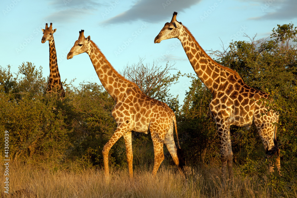 Fototapeta premium Giraffenherde