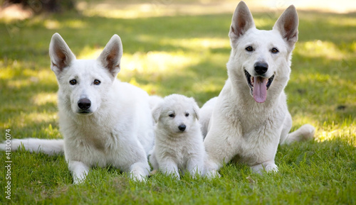 White Swiss Shepherds with little puppy