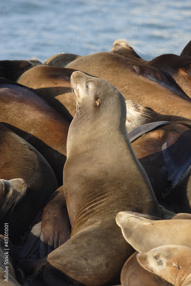 Fototapeta premium Sea lion